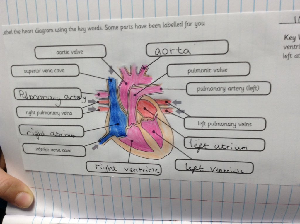 yfpsyr6's tweet photo. Year 6 exploring the human body today in Science. #yfpslearning https://t.co/FY7t8UPfje