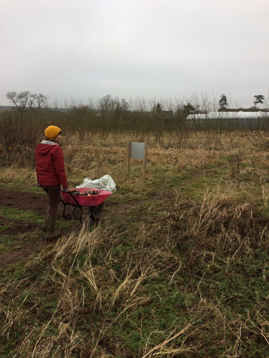 Poor leek - damaged by heavy frost and munched by escapee sheep!! Still enough harvest to share with local families at our veg stall outside Newlands Primary School tomorrow :)