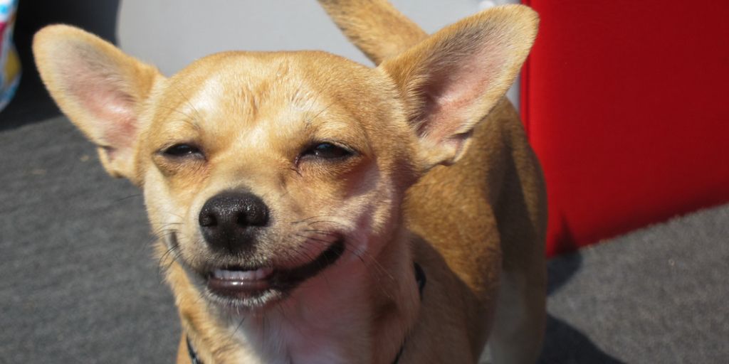 StateBarofGA's tweet photo. Smile. Although not always easy, smiling can help to lower your heart rate and calm you down. #smilinghelps #lawyerslivingwell
https://t.co/eZIV4u9hJ3 https://t.co/uMotw4MFga