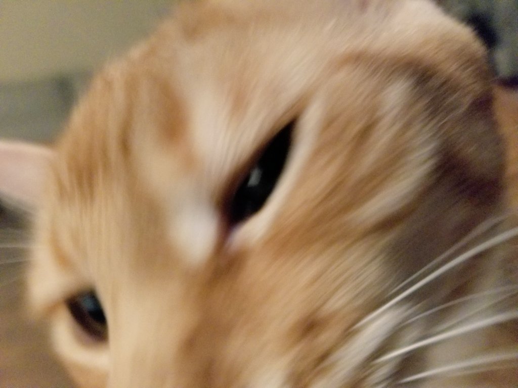 MyNameIsRover's tweet photo. Caption this https://t.co/fXyTQaJmsQ