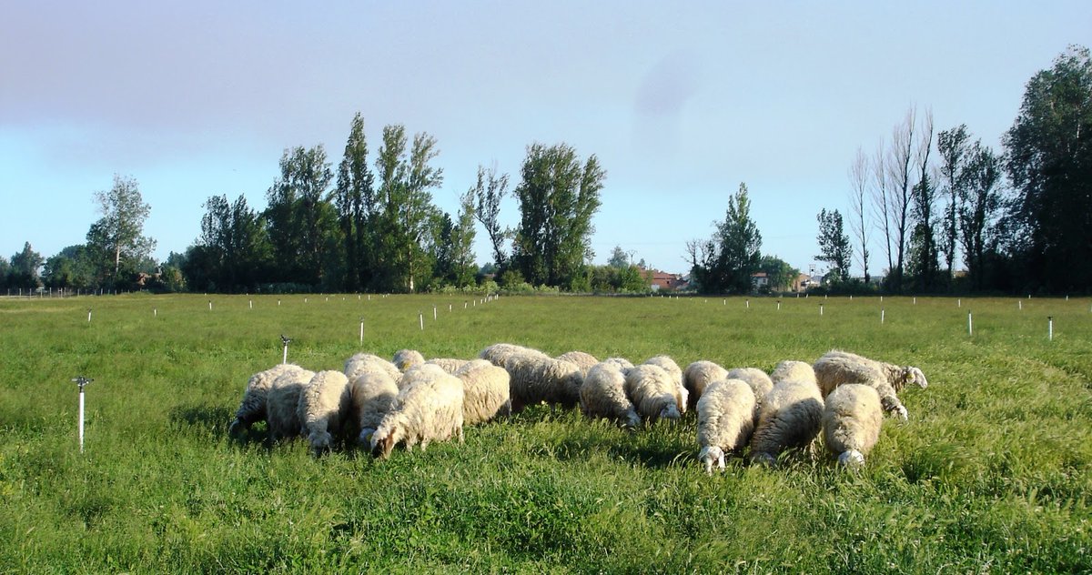 AlltechSpain's tweet photo. 🐑🐑 La importancia de lo natural en el tratamiento de las enfermedades #ovinas 👉🏼 https://t.co/c9vwJL2xOF #ganadería #SelPlex https://t.co/no0tCTMJGD