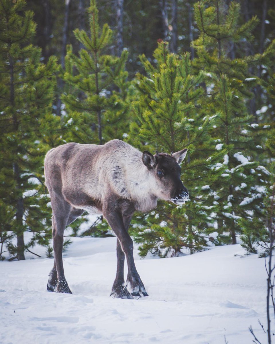 Here's a little caribou for your #wildlifewednesday :) #travelnorthernbc #explorebc Excellent capture by Kaila 🏔🌲