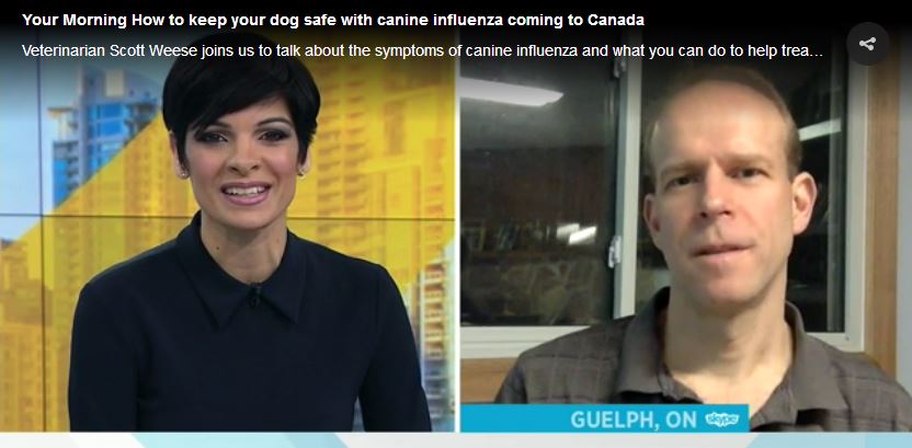 OntVetCollege's tweet photo. VIDEO : OVC's Dr. Scott Weese shares “How to keep your dog safe with canine influenza coming to Canada” on @CTVNews @YourMorning >> https://t.co/IsLmuZuvj3 https://t.co/hqeBSQEBBs