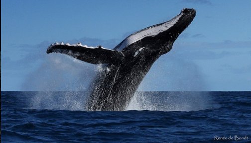 OurOcean's tweet photo. RT to #DefendMarineMammals and tell Congress to vote NO on H.R. 3133, which would gut vital protections for dolphins, whales and other marine mammals. https://t.co/uaj6mSZXaW https://t.co/6GseqpBy0W
