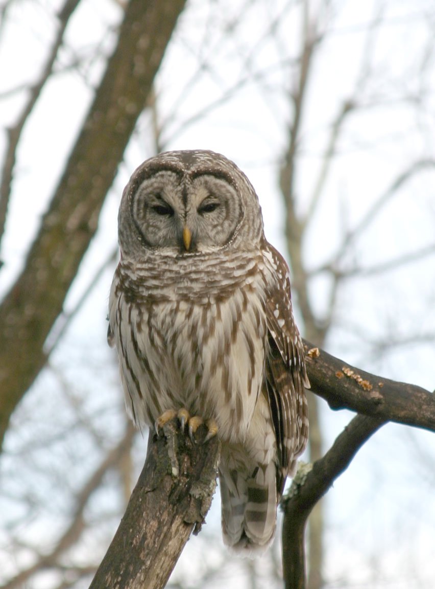 NatureNPS's tweet photo. A wise old owl sat on an oak
The more he saw the less he spoke
The less he spoke the more he heard
Why aren't we like that wise old bird?
-Charles M. Schulz

#WednesdayWisdom #BirdYourWorld 🦉
NPS Photo from @ShenandoahNPS https://t.co/nceuOXF5g8