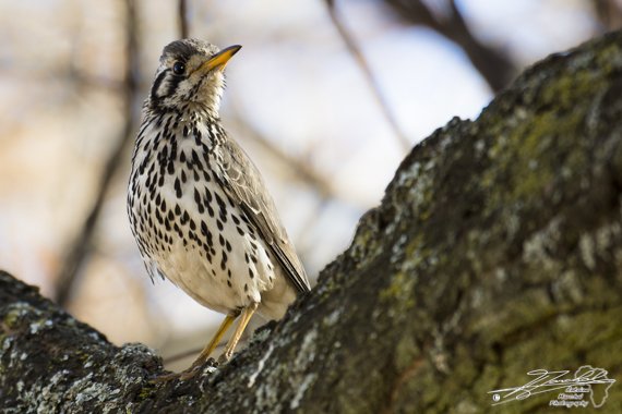 ntoine_Photo's tweet photo. #GroundscraperThrush in #RietvleiNatureReserve #SouthAfrica @BirdWatchingMag #birding #Rietvlei #thrush #Africa https://t.co/6STjnErmmw