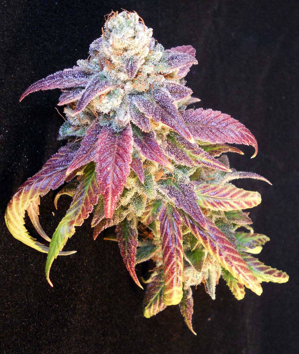 DeviantDabs's tweet photo. RT @420cannabisseed: #WeedPorn https://t.co/ewhYpmWGoR #DeviantDabs #wednesdaysweed #cannabis #womenincannabis #empowerwomen #bossbabe #cannabiswax #dabbing #cannabisdabs #marijuanadabs #wakeandbake https://t.co/WksEKa5Zno