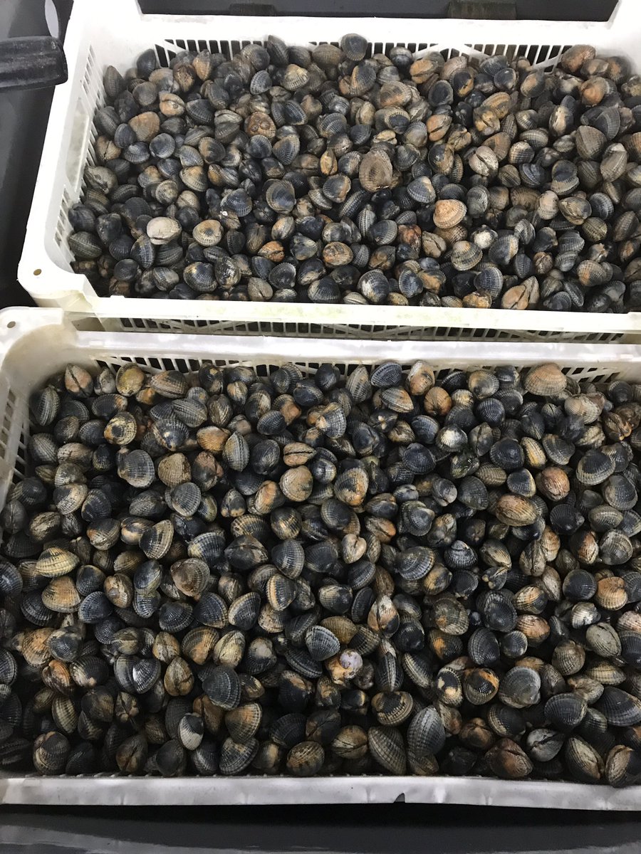 Dorsetshellco's tweet photo. Super size cockles from Poole harbour! 👏 https://t.co/wkICFx6sut