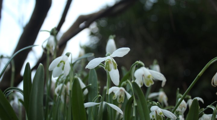 joinusoutside's tweet photo. Our gardens never sleep and we are so looking forward to seeing the humble snowdrop appear from the carpet of fallen leaves soon. Order them in the green and plant this gorgeous wildflower. #elegant #inspiration #native @avonbulbs #joinusoutside https://t.co/PfydRAO1t4