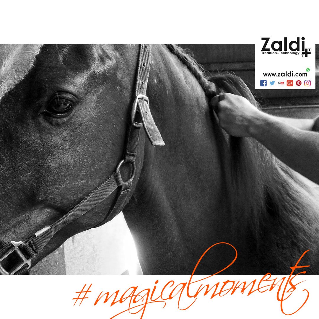 Zaldihipica's tweet photo. Momentos mágicos del día | Magical moments of the day.
#equitacion #caballo #doma 10e
#equitation #horse #dressage
#équitation #dressagehorse
#zaldidrim #hipica #horsegrooming
https://t.co/plxnTl1ebx https://t.co/TJoBVz3utE
