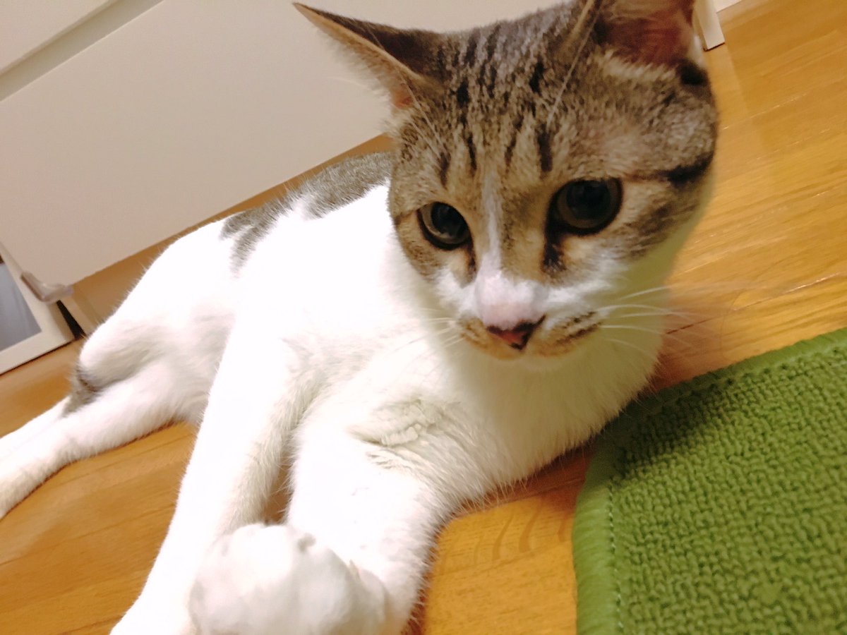 こてつ V Twitter いちいち可愛い 昨日は雷にびっくりしちゃって 私のお腹から顔面を走り抜け 私は流血 でもほんと雷怖かったよね 結局仲良くひっついて寝ました 笑 こてつ ねこ 猫好きな人と繋がりたい 雷 怖かったね
