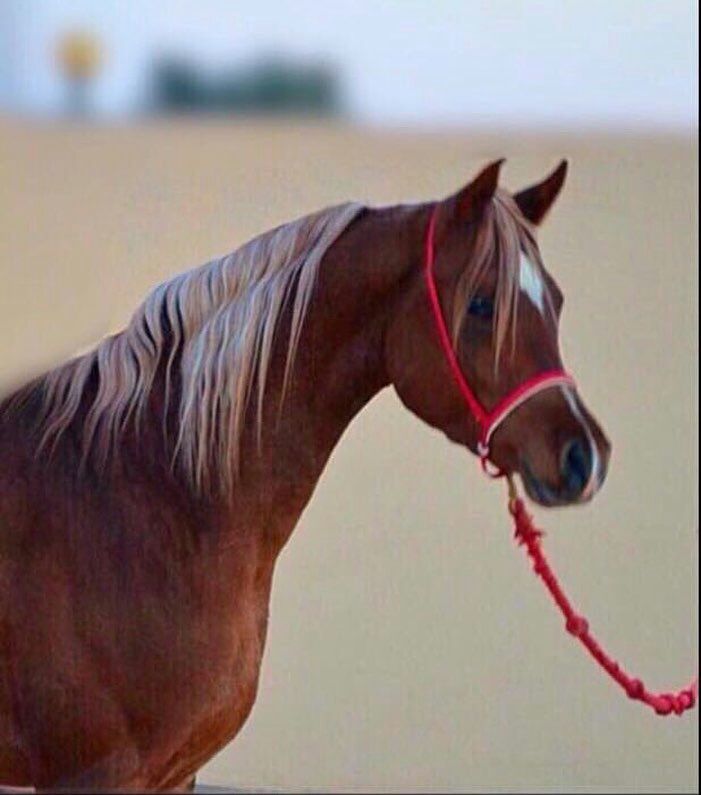 ges__s's tweet photo. هكذِا هم البشر! 
                                                                 
      آن كنت آفضل منهم حسدوك 
     وآن كنت آقل منهم تكبروآ عليگ 
 
                💔

↓˓❁⸀ء 

من تكبر عاش بـالدنيا صغير
ومن تواضع بين خلقْ الله كبر 

        متابع بصمت💔 https://t.co/lz11mmQwKw