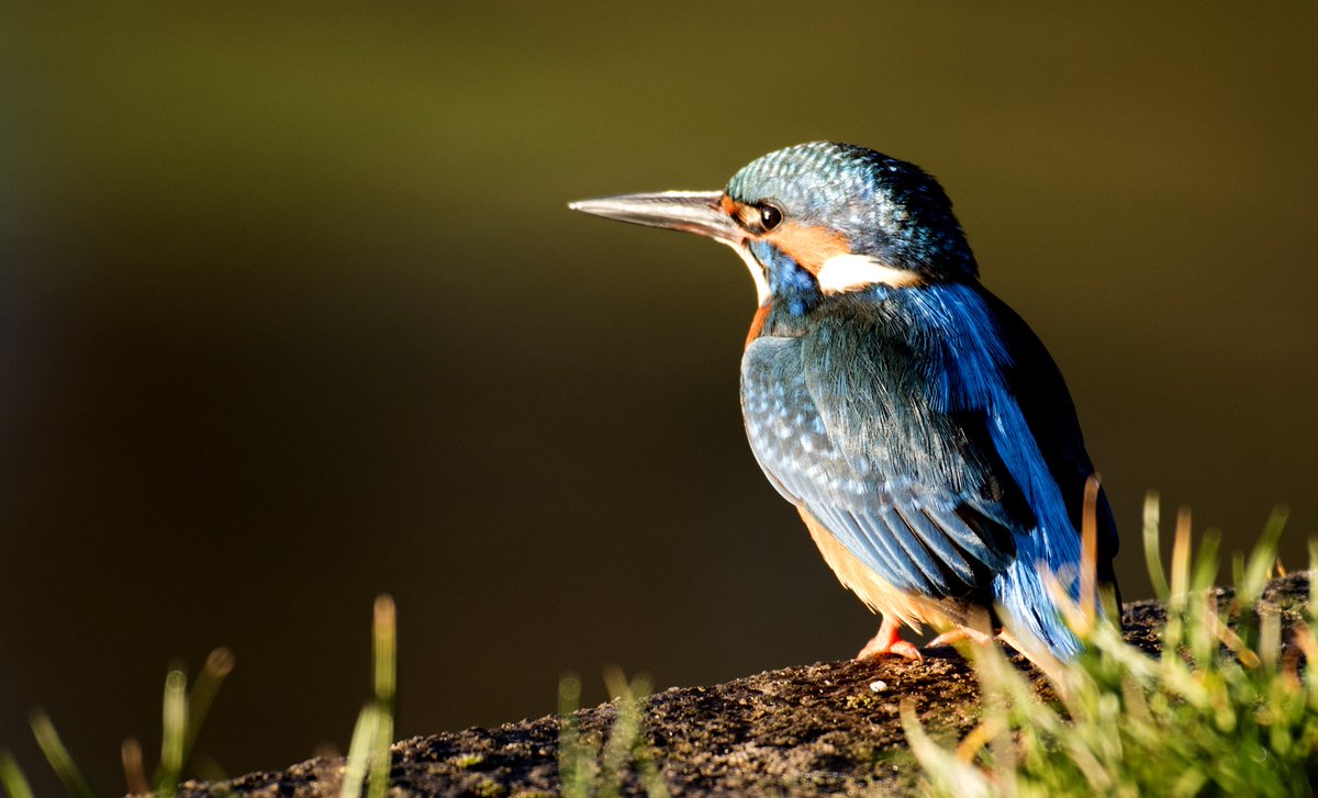 A bright morning on the River Dart at Totnes, made full use of by an exquisite Kingfisher. #kingfisher #birding #bird #morningmotivation #fishing #totnes #wildlifephotography #Devon #englishuk