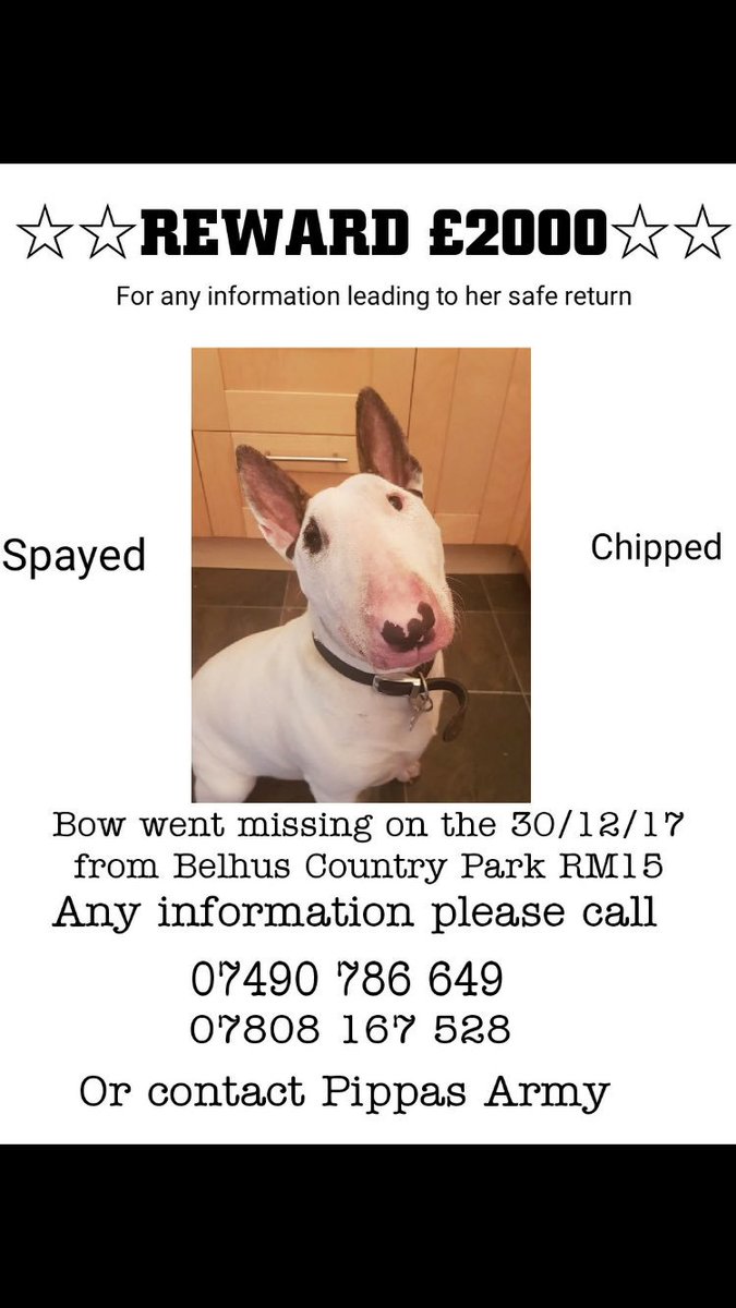 west_ham_mad1's tweet photo. Still out there someone please share #findbow https://t.co/YDCuZYJ7T3
