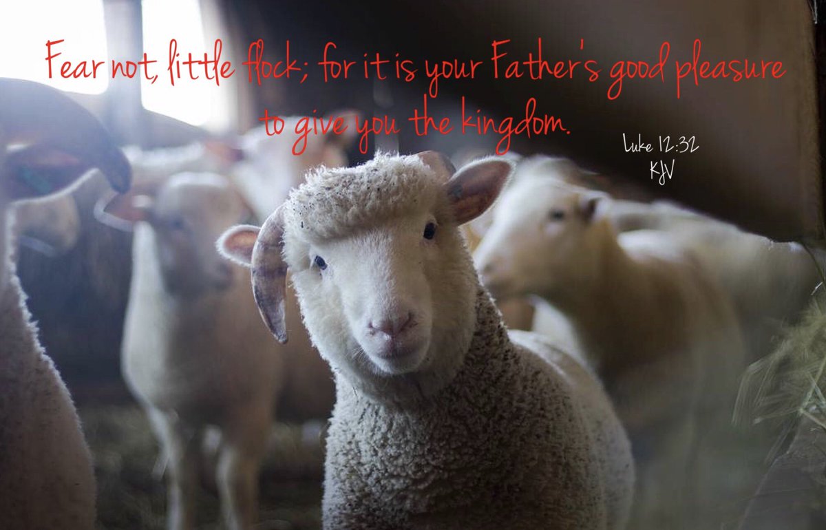 Injesus'name🕯 On Twitter: "Luke 12:32 Kjv Fear Not, Little Flock; For It  Is Your Father's Good Pleasure To Give You The Kingdom. #Kingdomofgod  Https://T.co/Pvafuesml8" / Twitter
