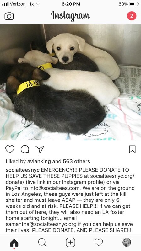 If you can take care of these for a week or two it buys time to find permanent homes.  Thanks for checking....