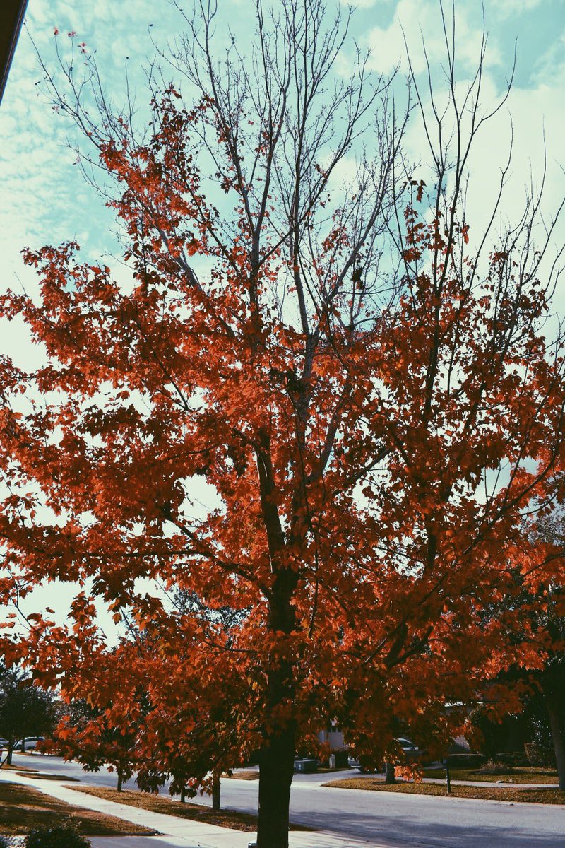 mknitenite's tweet photo. orange ya glad the leaves change colors https://t.co/QbzhZgA1x1