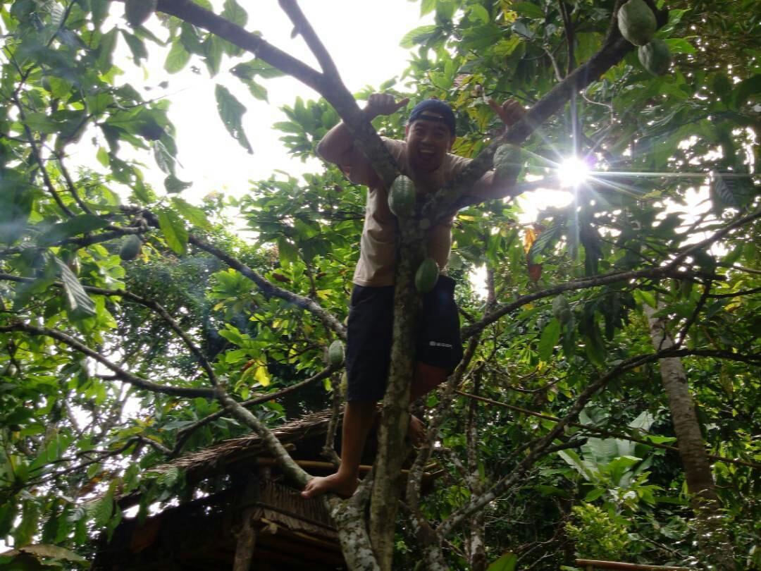 Buah Kakao, fresh from the tree <a href="/IMS_NET/">IndonesiaMorningShow</a> #IMS_BUAHKESUKAAN