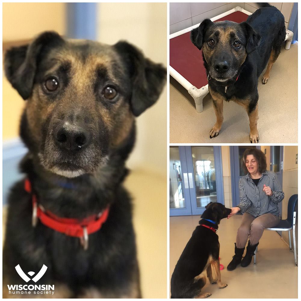 WIWNTV_68's tweet photo. #Milwaukee its #CommunitySpotlightDay!
Send love, respect, and support to the #HAWS programs here in #Wisconsin and throughout the #USA like the @WiscHumane @HumaneSociety and more who run to help save the lived of lost and abandoned animals to rehabilitate
#WIWNTV #ForeverHomes https://t.co/s44GQUlY5X