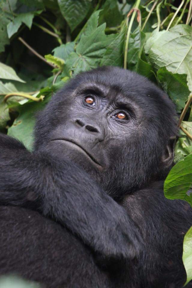 EDXTravel's tweet photo. Looking for inspiration for your travels? How about you 👉 #VisitUganda ↔ listed among the @guardian 's 2018 #hotlist 🇺🇬 #Guardian #OnlyOnTwitter : https://t.co/J2WiMOiPU6 https://t.co/JmWXNaovD1