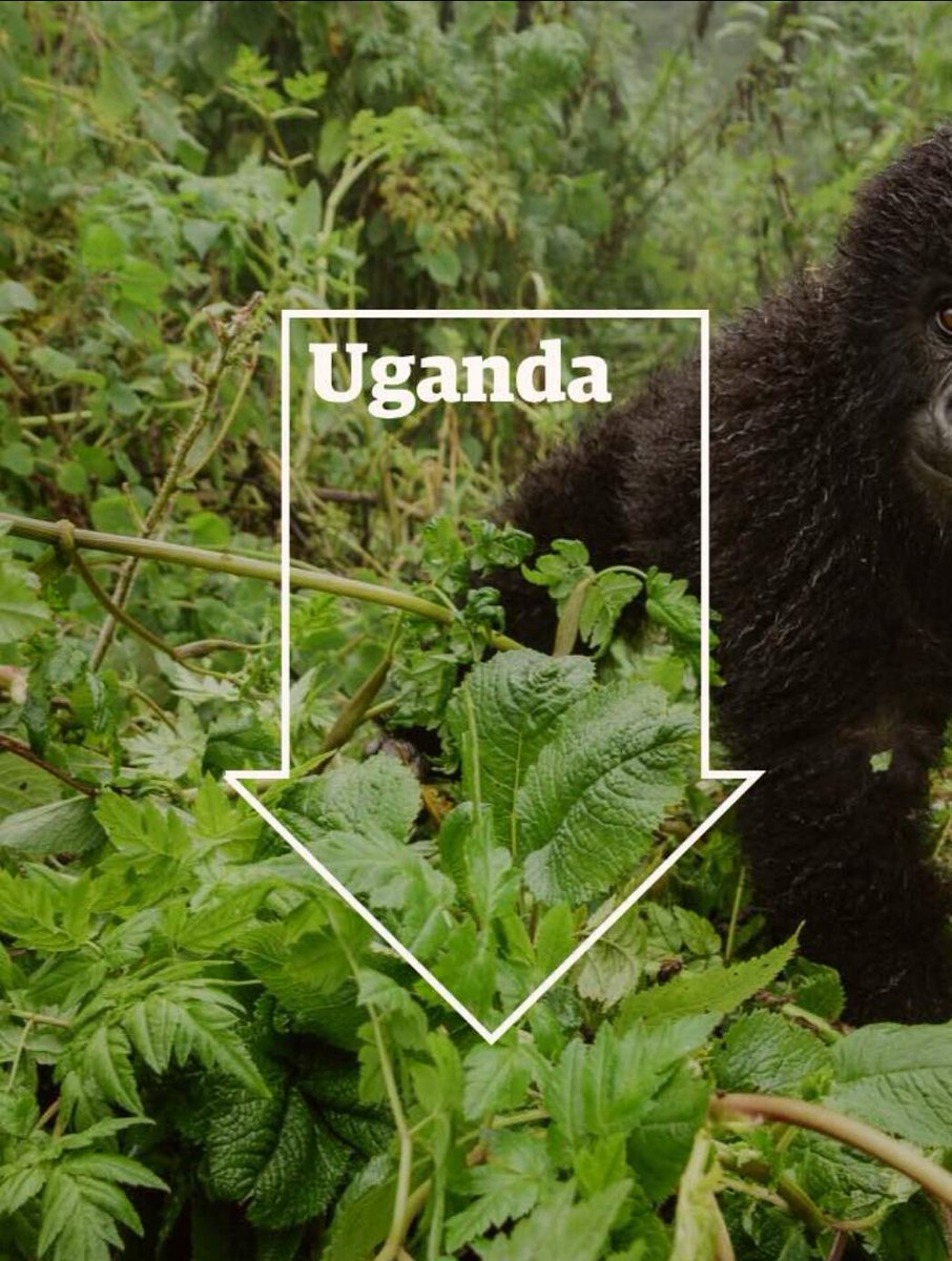 EDXTravel's tweet photo. Looking for inspiration for your travels? How about you 👉 #VisitUganda ↔ listed among the @guardian 's 2018 #hotlist 🇺🇬 #Guardian #OnlyOnTwitter : https://t.co/J2WiMOiPU6 https://t.co/JmWXNaovD1
