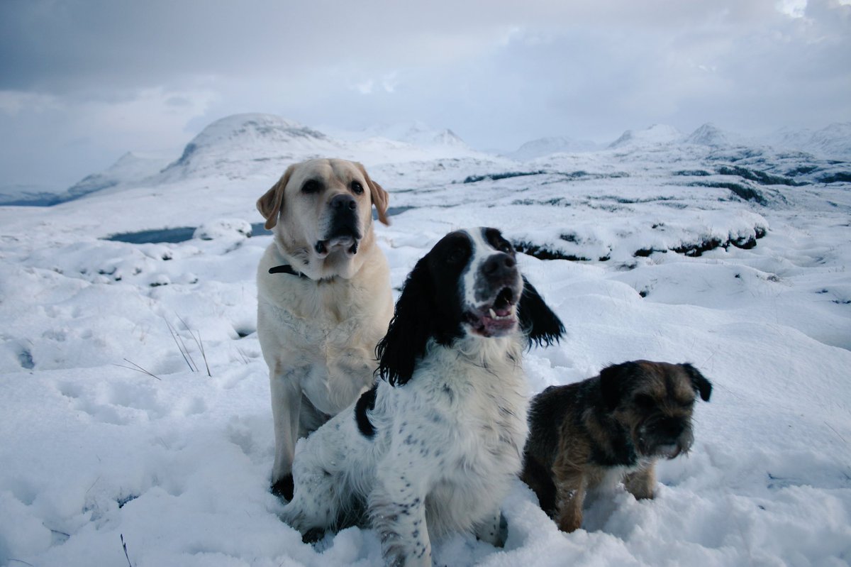 Become_PT's tweet photo. @VisitScotland A snowy track into the Fisherfields at sunset and the pups posing in front of Sail Mhor and An Teallach. https://t.co/435fnsn7d6