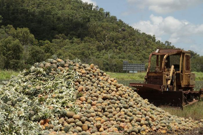 abcnews's tweet image. Pineapples go to waste following bumper season and cannery closing ab.co/2DgPj5i