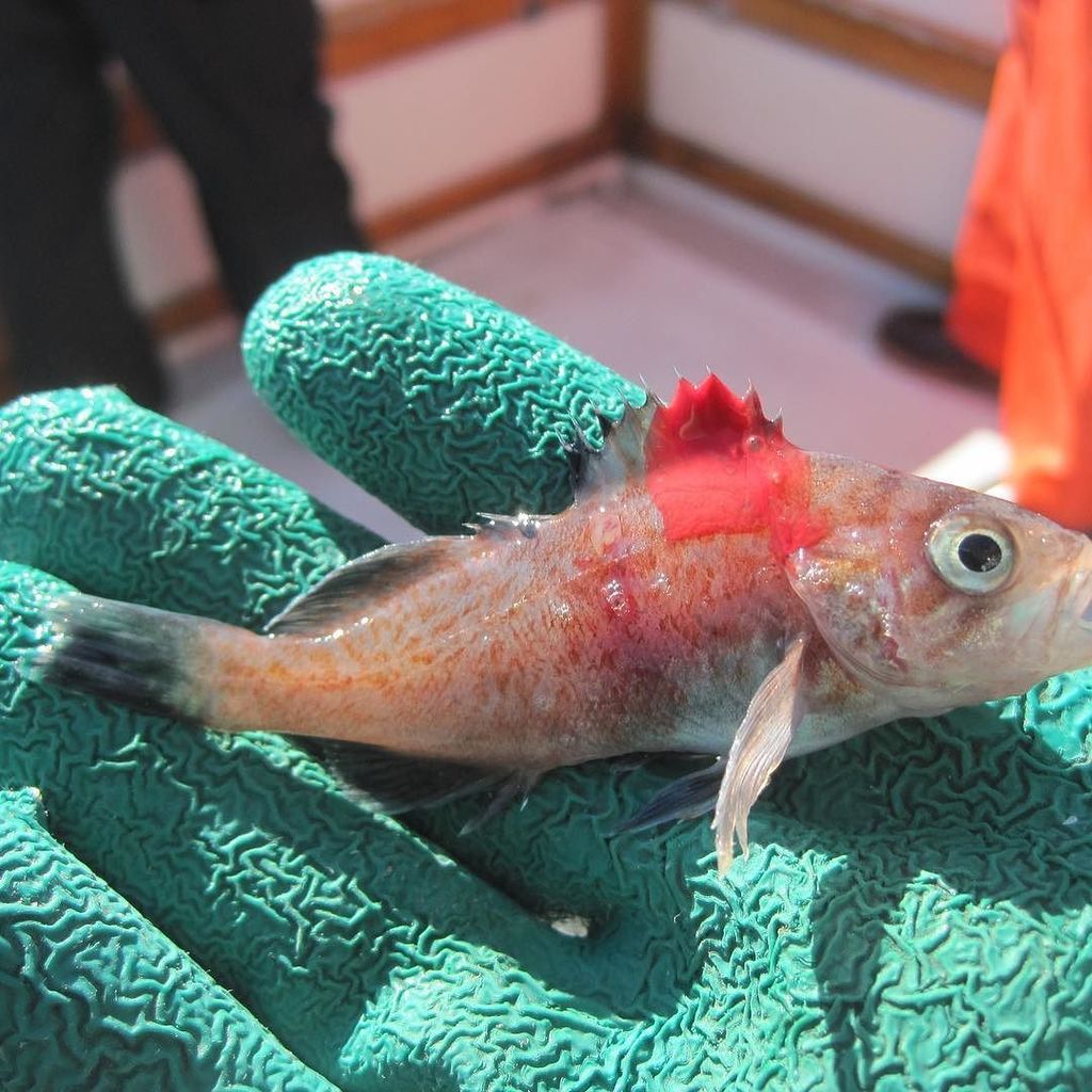ODFWMarine's tweet photo. Looking 4 something 2 do 2night on #OR north coast? Come to the #HRAP lecture series @ #CannonBeach library  @ 7 pm 2 learn about the latest #research in the #CapeFalcon #MarineReserve https://t.co/tHouv5T9Sm https://t.co/Ly1H22zp7Q