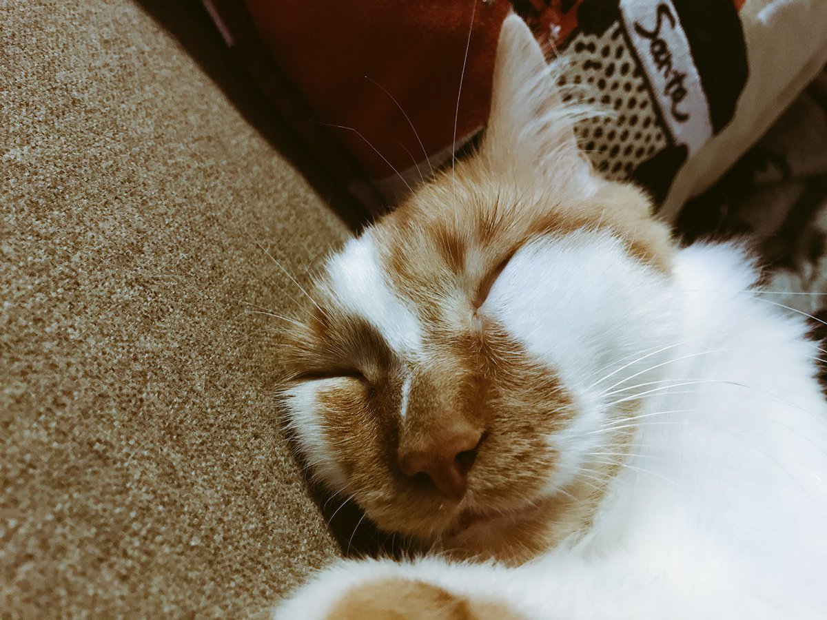 iDallasMusic's tweet photo. Fuck... I forgot to tweet last year. 

Anyway, here’s a pic of my cat. https://t.co/HcTvSPMMMr