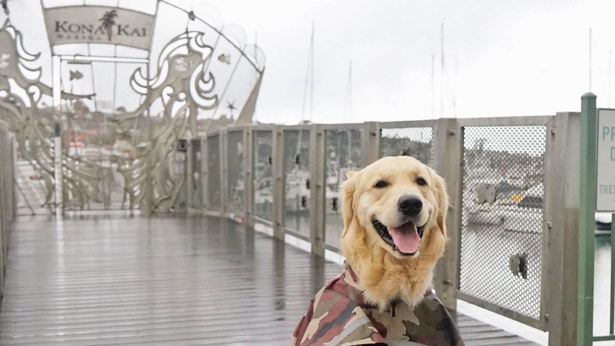 GoldenWoofs's tweet photo. Woofs! Happy #wetdogwednesdsy 🐾☔️ it’s raining in #SanDiego but continue to enjoy the grounds of #petfriendly @KonaKaiSD #ResortKonaKai #IslandPaws #dogsofinstagram IslandPawsKonaKaI #ad 🐾 KORU BEAR #pettravel https://t.co/mw5dHDbgci