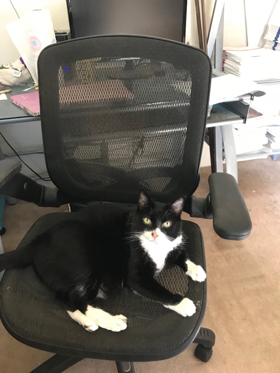 CcarrieB's tweet photo. Office or beach day I can’t decide🕋 🌊🌸🐈 https://t.co/1Aw5KxgyPg