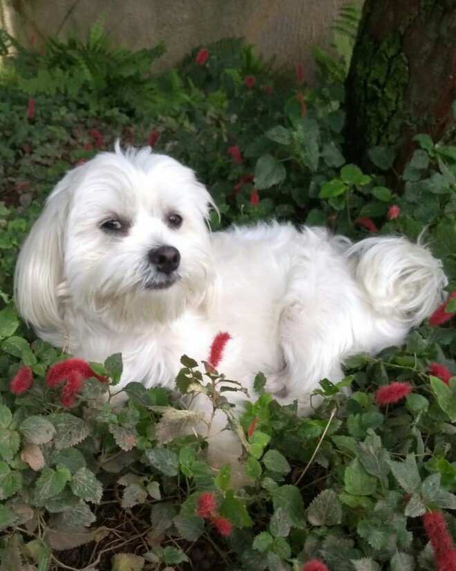 RobertoAOrtega1's tweet photo. #Dogsnight
#Nature
#photography 
#GoodNight https://t.co/cAsswM9hvh