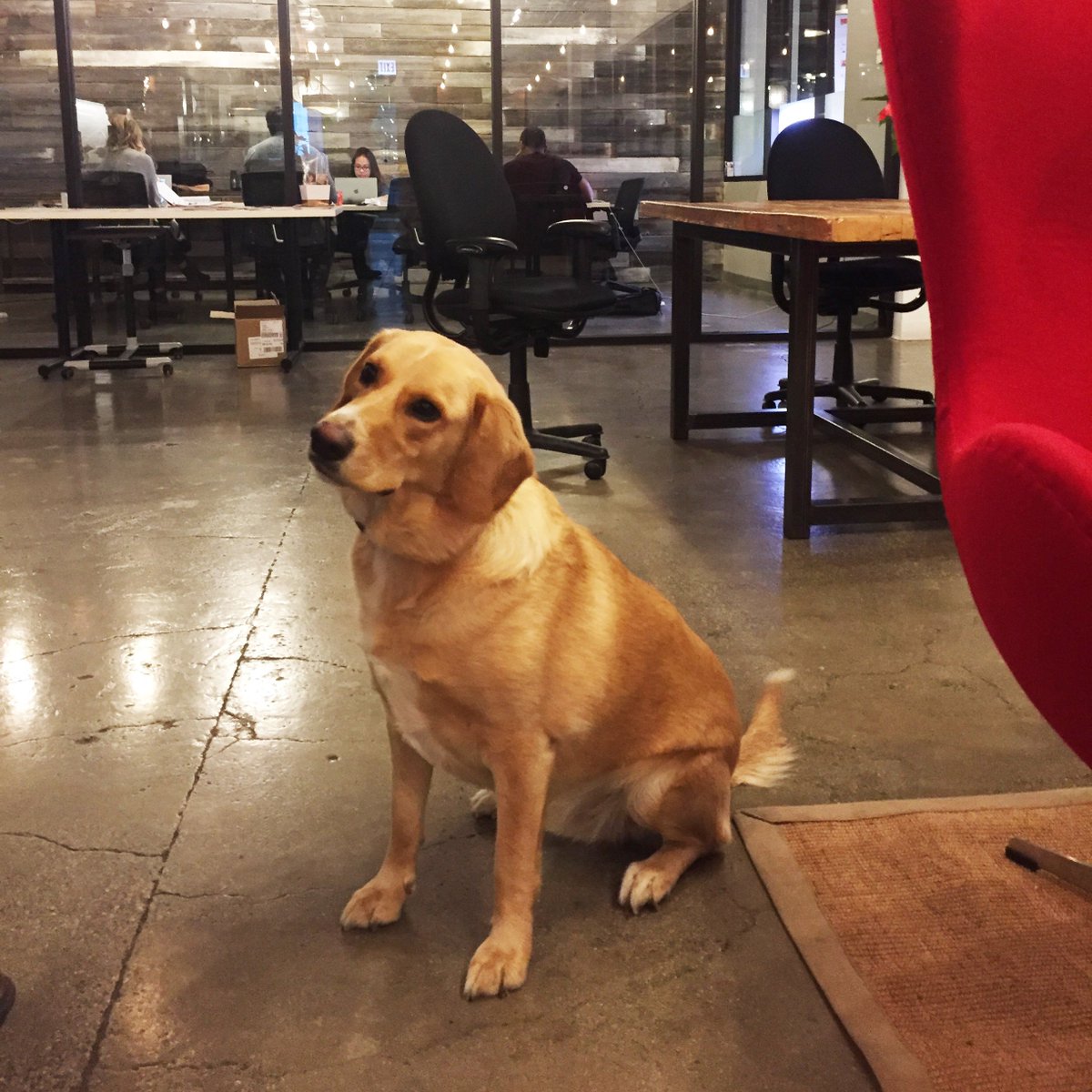 Finn seems to be enjoying himself today. He's hanging out at our Chicago Gold Coast/Old Town location. #dogsoftwitter #coworking #chicagocoworking