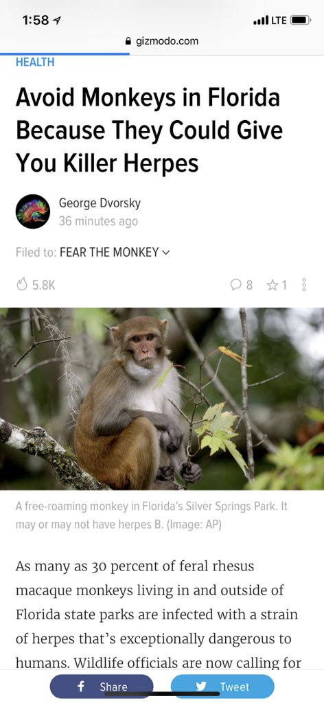 AndrewMayne's tweet photo. Now you tell me.
I spent half my life in Florida tracking down wild monkeys.
Managed to avoid contracting any diseases other than some weremonkey thing I donโt talk about. https://t.co/0RjgRYcQbk