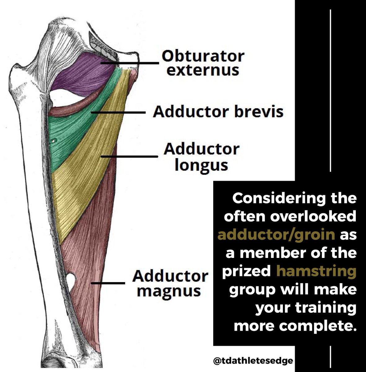 Inguinal Folds Of Groin