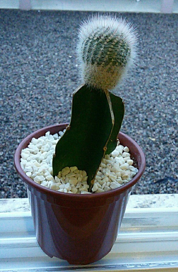 mercxless's tweet image. Este é meu novo filho.