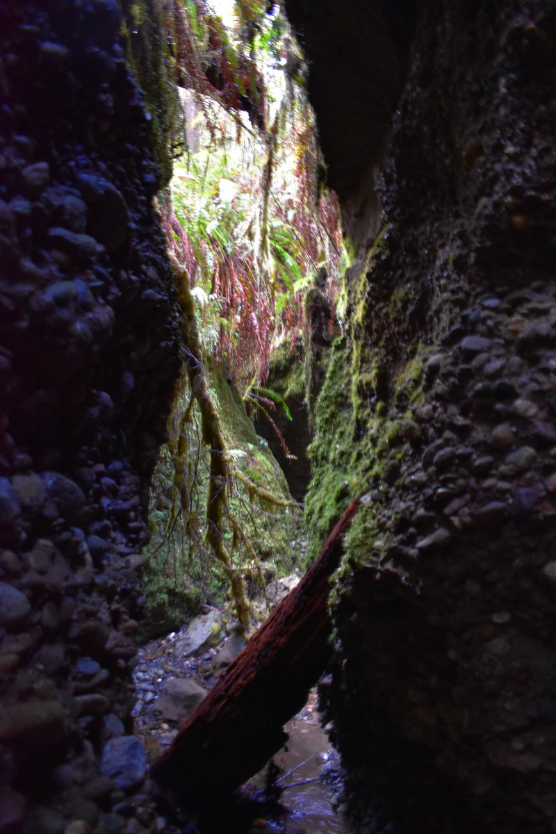Check out what we found in Fern Canyon, Redwood National Park. An UNESCO World Heritage Site in California, USA. ecomonthly.com