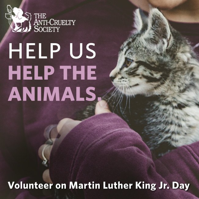 AntiCruelty's tweet photo. Join us for a day of volunteering in honor of Martin Luther King Jr. on Monday, January 15 at 169 W. Grand Ave. between 9 a.m. and 4 p.m. Help make rabbit snack packs, dog tug toys, kitty corkscrew toys, and more! No registration necessary. Learn more here https://t.co/WCrdvE9Rg7 https://t.co/BpkSOS4rTK