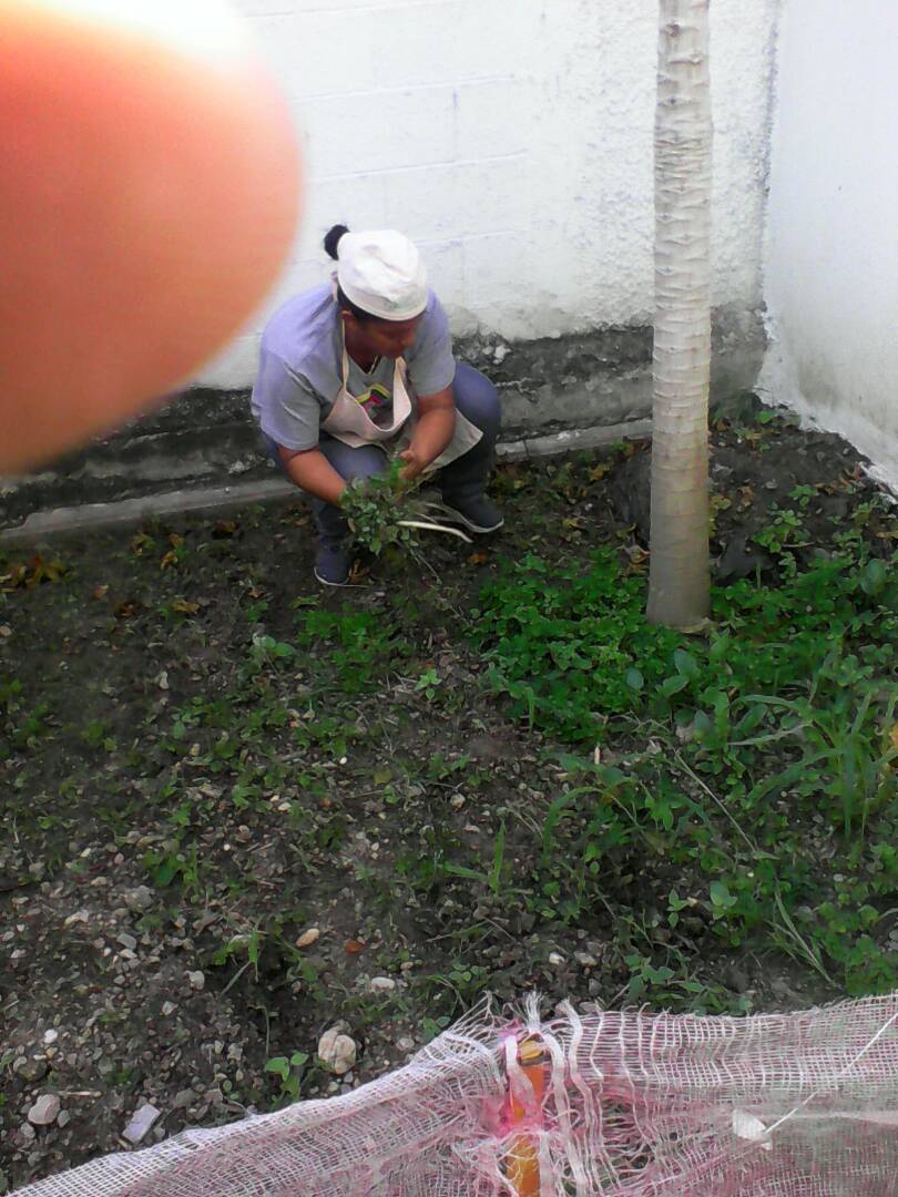 CE_FERMINTORO's tweet photo. Madres y padres procesadores de la patria comenzando el 2018 sembrando tomate y aji, en los terrenos fermintoreanos @CE_FERMINTORO https://t.co/VKy96Zs1ai