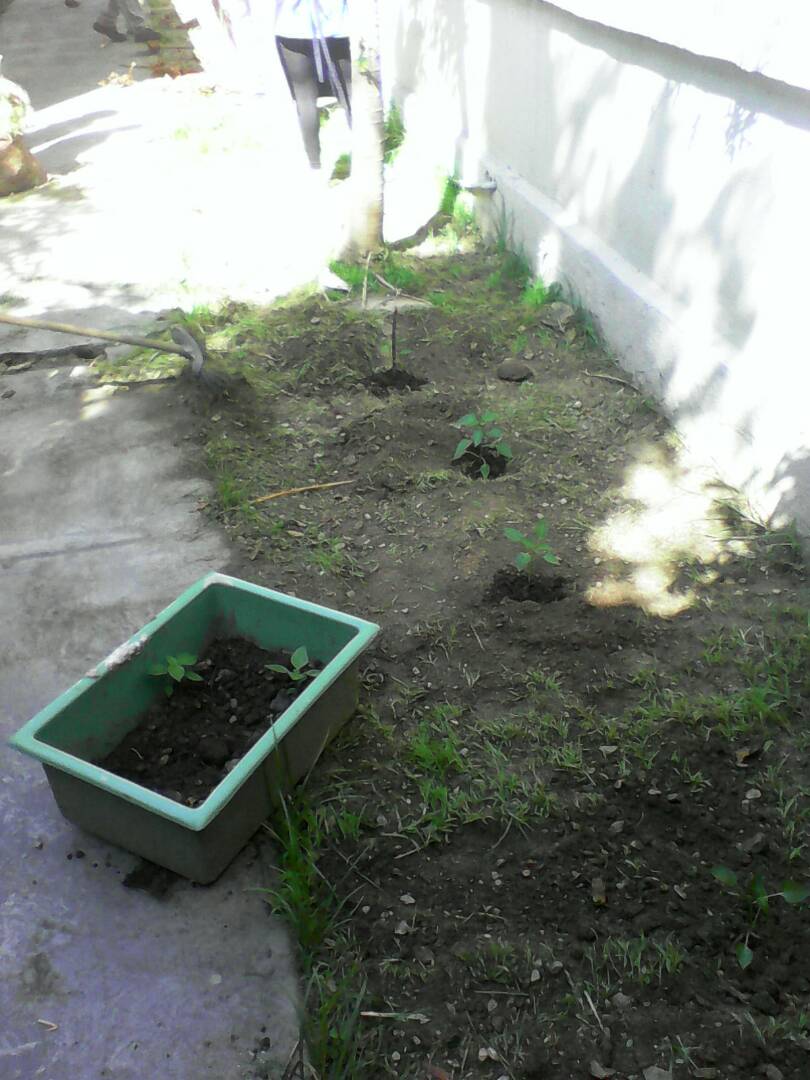 CE_FERMINTORO's tweet photo. Madres y padres procesadores de la patria comenzando el 2018 sembrando tomate y aji, en los terrenos fermintoreanos @CE_FERMINTORO https://t.co/VKy96Zs1ai