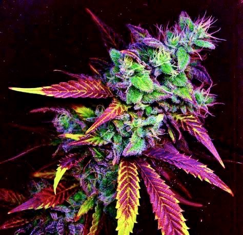 Isn’t She Lovely...
#PlantLife🕊🍃