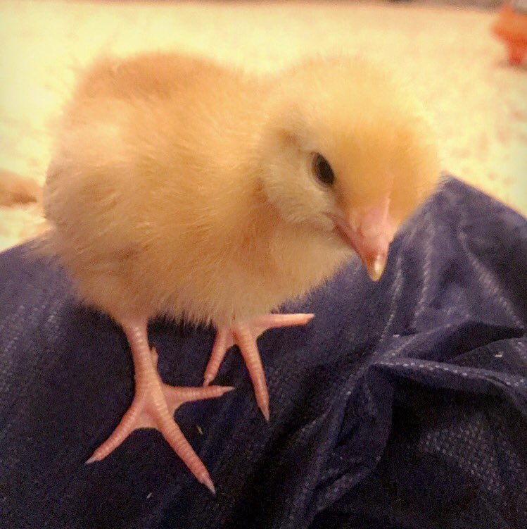 ‘You don’t look like a chicken?’ This friendly little girl sat on my knee while I did my whole chick audit 🐥📚✏️ #freerangeeggs #pullets #chicks #lovefreerange #britishfarming