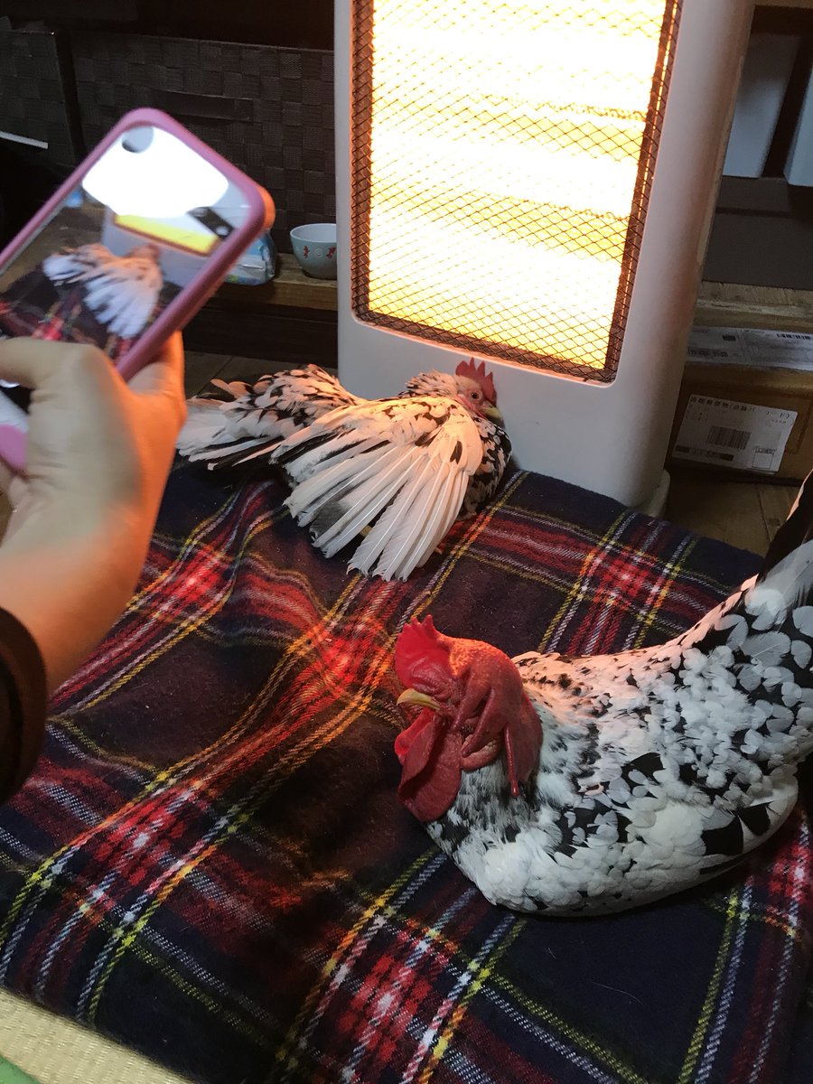 ちょっとひどすぎません？🤣頭ついちゃってるよ？！ストーブに
ストーブの強さを強にしただけでこうなっちゃうなんて。乱れすぎでしょお2人さん❤️