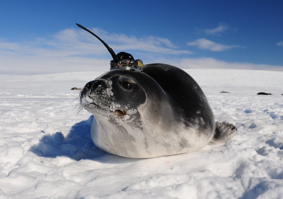 UTAS_'s tweet image. Find out how these seal scientists are helping @IMASUTAS: bit.ly/2bVDebl #science #weareutas #research
