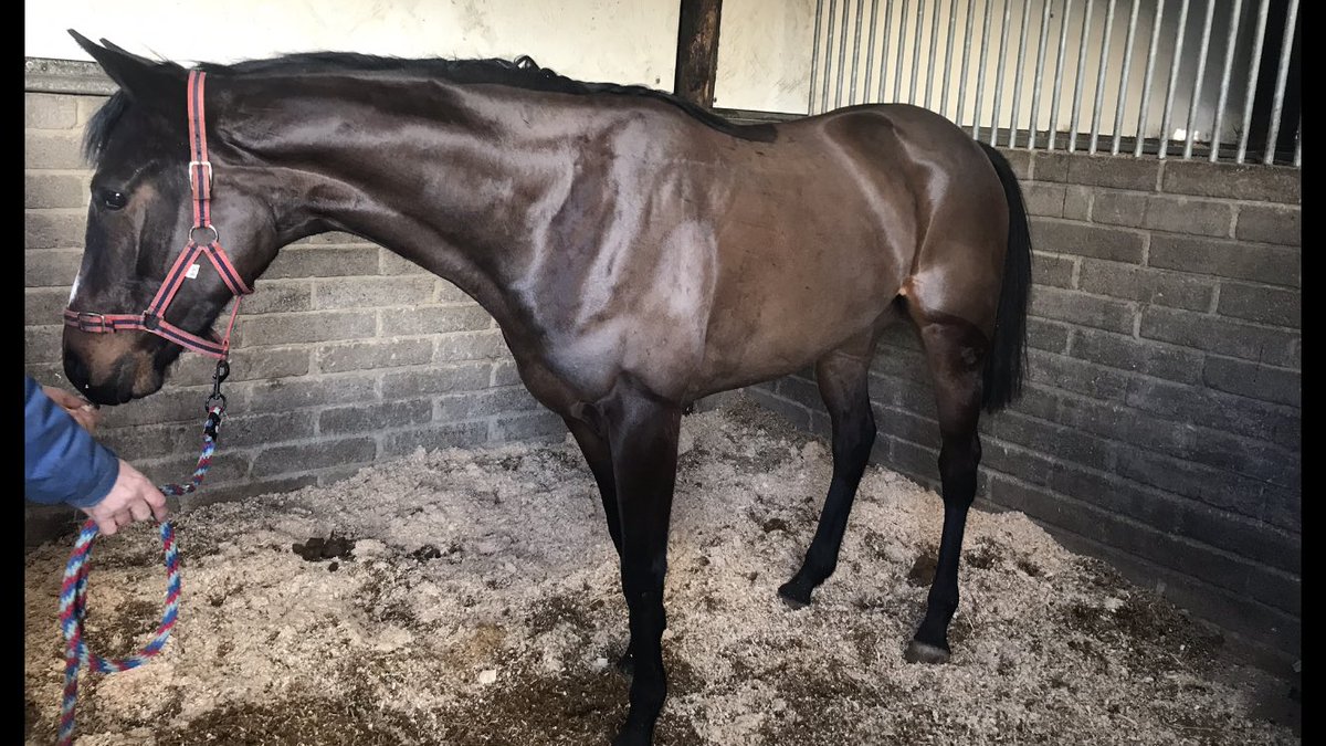 corbsinger's tweet image. Our beautiful filly was looking a picture today at John flints I was over the moon with her 😁 the second picture was her waking up from a snooze in the sunshine 😍😍 #starinthemaking #getinvolved limited shares still available at only £40 a week 🏇🏇 inbox for details 🏆🎊🥂🍾