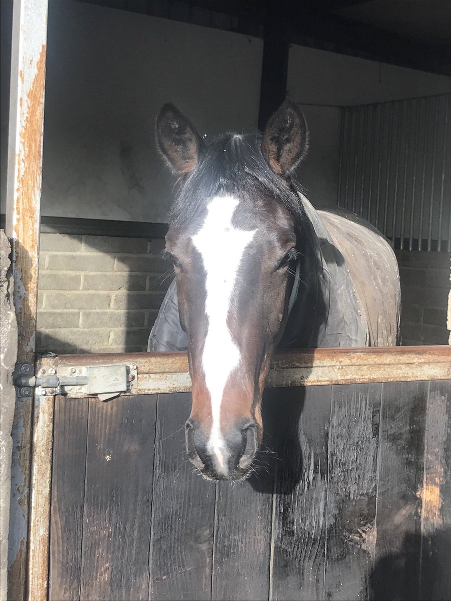 corbsinger's tweet image. Our beautiful filly was looking a picture today at John flints I was over the moon with her 😁 the second picture was her waking up from a snooze in the sunshine 😍😍 #starinthemaking #getinvolved limited shares still available at only £40 a week 🏇🏇 inbox for details 🏆🎊🥂🍾
