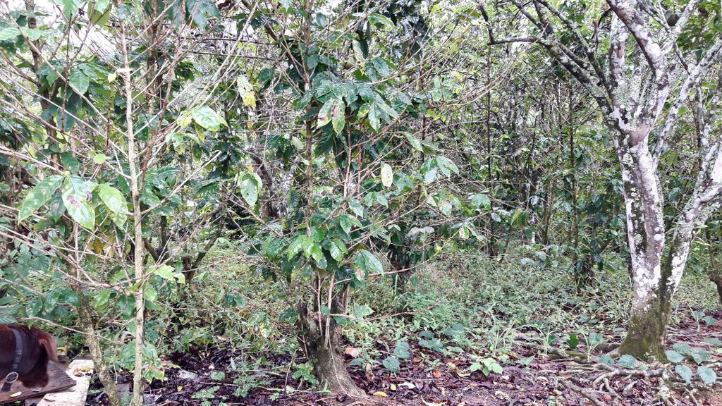 WCoffeeResearch's tweet image. WCR will be returning in February for meetings &amp;amp; to submit a plan for how to help Puerto Rico rebuild its infrastructure for producing coffee plants. It's estimated that 20 million nursery plants will be needed to replenish plants damaged by the hurricane over the coming 3 years.