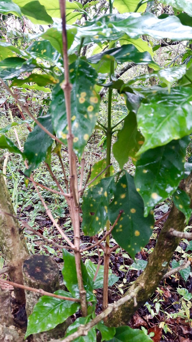 WCoffeeResearch's tweet image. WCR will be returning in February for meetings &amp;amp; to submit a plan for how to help Puerto Rico rebuild its infrastructure for producing coffee plants. It's estimated that 20 million nursery plants will be needed to replenish plants damaged by the hurricane over the coming 3 years.