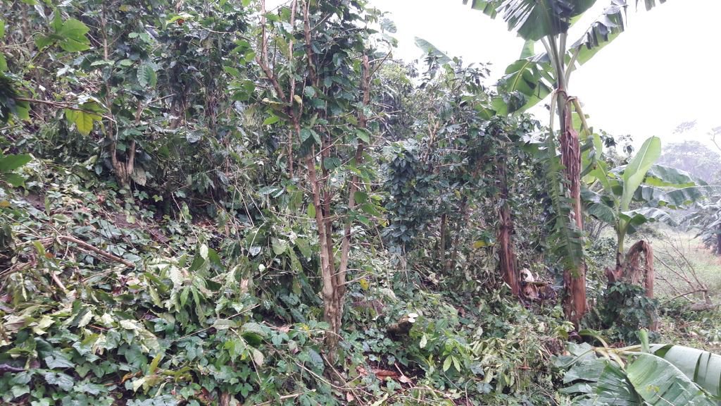 WCoffeeResearch's tweet image. WCR will be returning in February for meetings &amp;amp; to submit a plan for how to help Puerto Rico rebuild its infrastructure for producing coffee plants. It's estimated that 20 million nursery plants will be needed to replenish plants damaged by the hurricane over the coming 3 years.