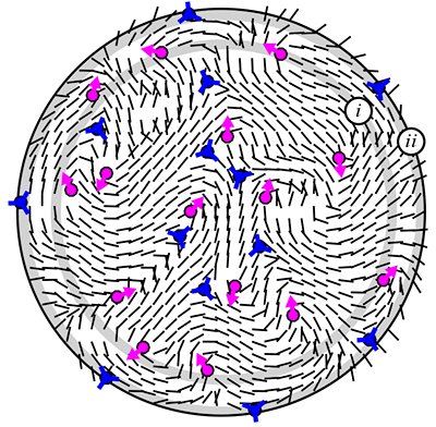 Fraden Lab (@fradenlab) on Twitter photo Our latest publication in <a href="/PhysRevE/">Physical Review E</a> "Insensitivity of active nematic liquid crystal dynamics to topological constraints" was selected by the editor and featured on the front page of journals.aps.org/pre Our latest publication in <a href="/PhysRevE/">Physical Review E</a> "Insensitivity of active nematic liquid crystal dynamics to topological constraints" was selected by the editor and featured on the front page of journals.aps.org/pre